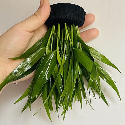 新手懒人净水南美青竹坨