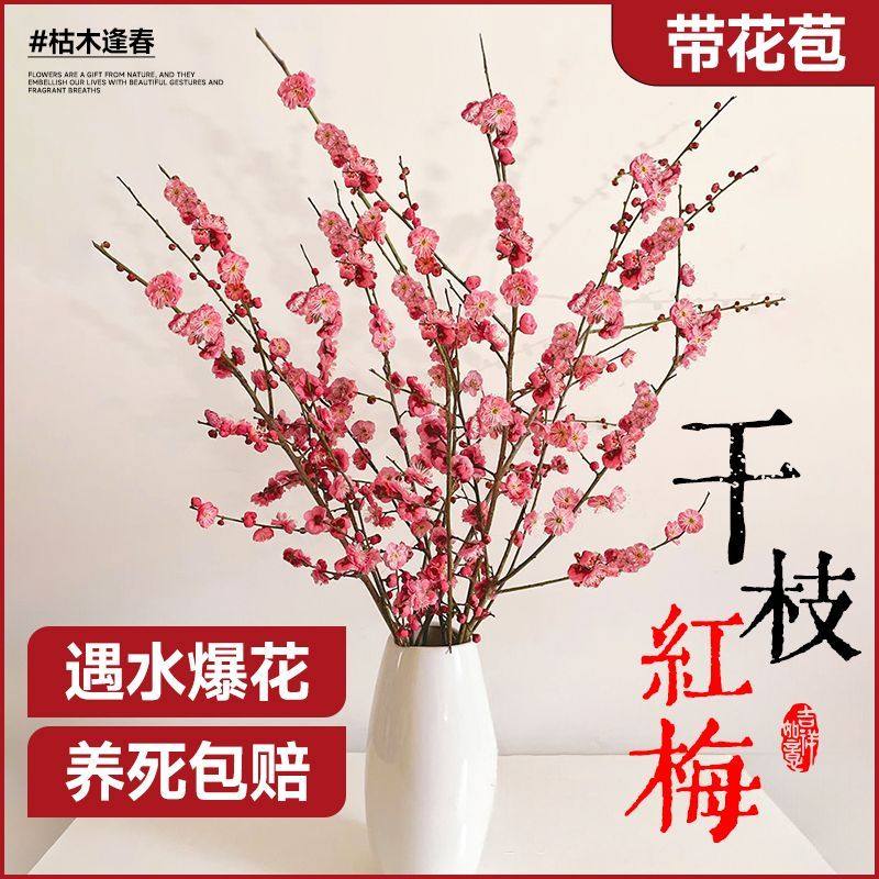 遇水开花新年装饰梅花枝遇冬季室内水培桃花干枝年宵花卉花苞,鲜花速递/花卉仿真/绿植园艺,国兰/杂交兰/洋兰类,淘宝优惠券,粉丝福利购,淘宝优惠卷