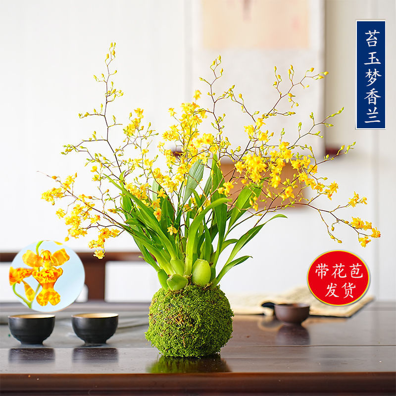 带花苞梦香水文心兰苔藓球年宵花卉浓香型室内客厅花期长可水培