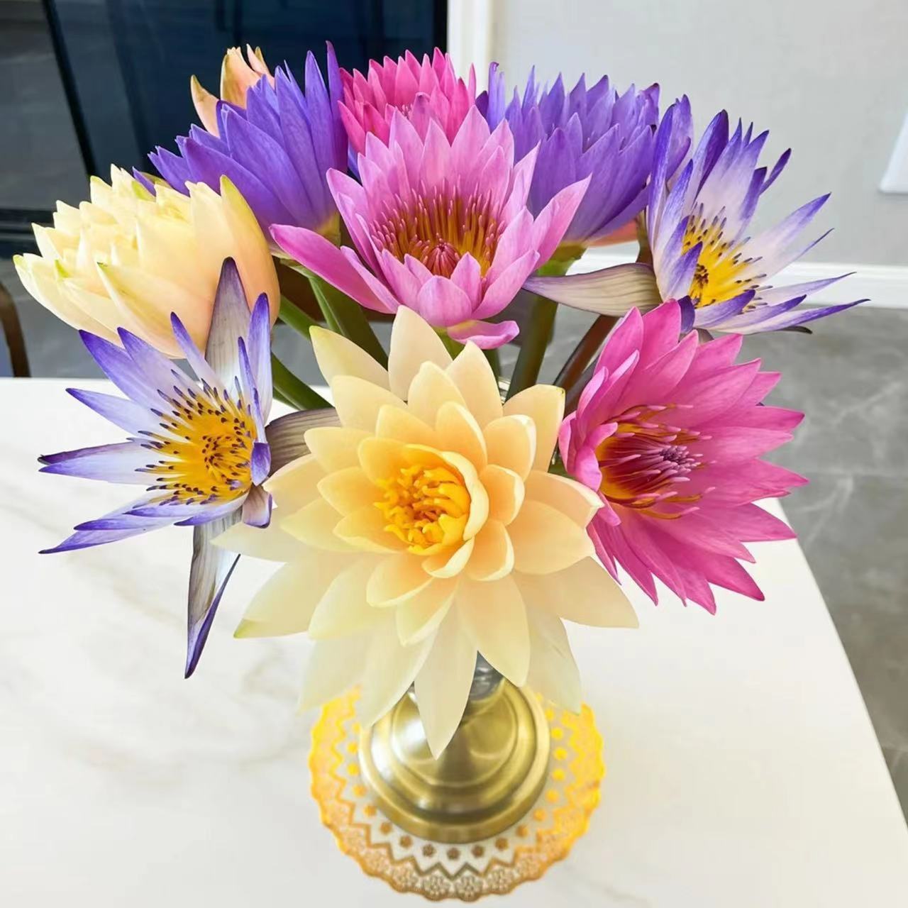紫色睡莲鲜花荷花鲜花速递蓝莲花插花奶油香槟睡莲九品莲水培植物