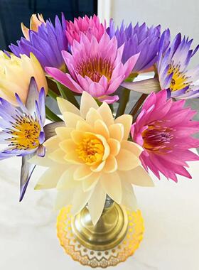 紫色睡莲鲜花荷花鲜花速递蓝莲花插花奶油香槟睡莲九品莲水培植物