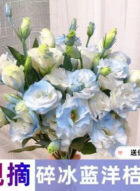 稀有色洋桔梗鲜花新鲜混搭室内水培家用花插花办公室云南基地直发