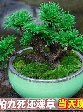 卷柏九死还魂草桌面花卉植物盆景盆栽假山组合吸水石菖蒲兰花