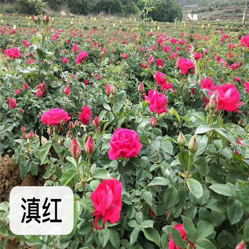 供应四季月季平阴墨红玫瑰花苗