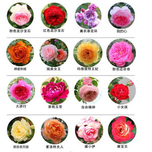 云南庭院爬墙云南庭院蔷薇花苗