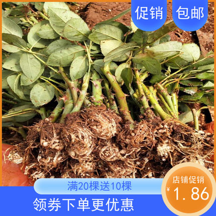 云南基地直发玫瑰小苗 月季种苗扦插花卉苗四季开花盆栽多头30棵