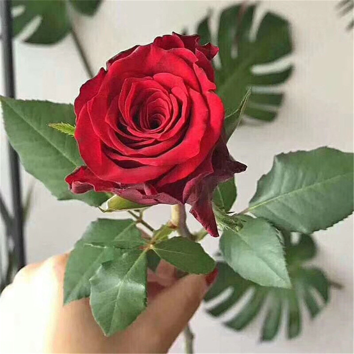 云南斗南基地直发切花玫瑰杯苗月季种苗带土发货四季开花庭院盆栽