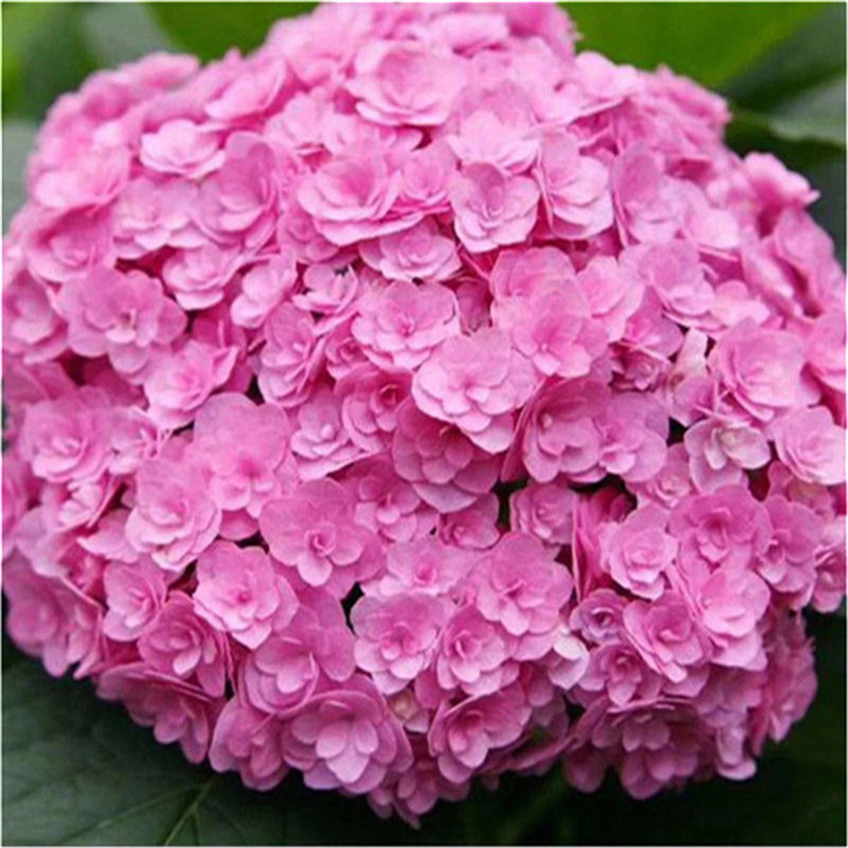 云南斗南切花绣球花苗 无尽夏八仙花 盆栽四季开花满50棵送10棵