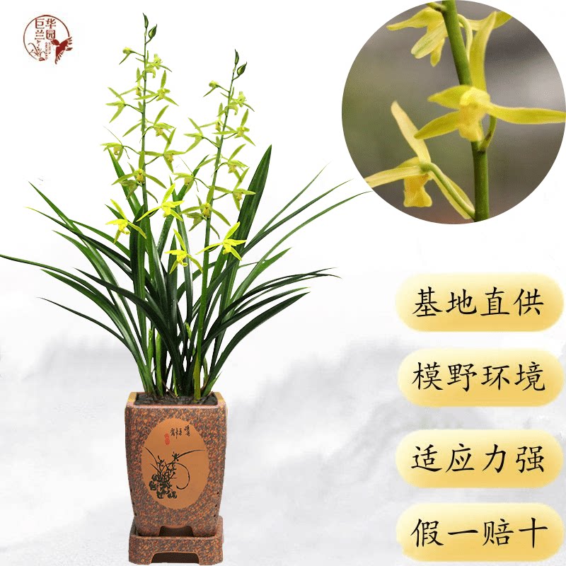 白墨正品兰花苗带花苞名贵精品墨兰浓香型室内花卉室内植物盆栽