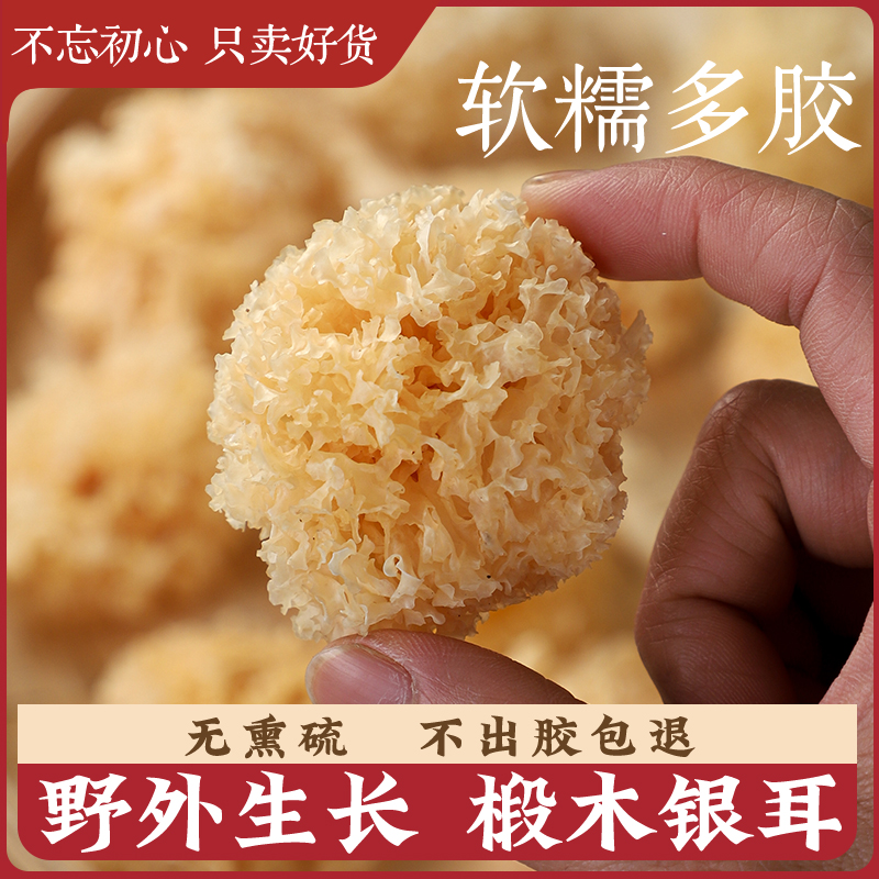 椴木小银耳干货易出胶
