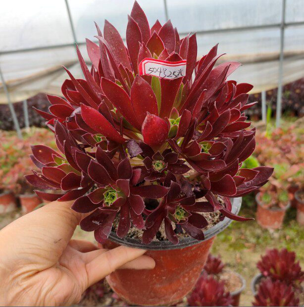 真仙园 法师类 贵货凤凰捧花多头 多肉植物 多肉 绿植 一物一拍