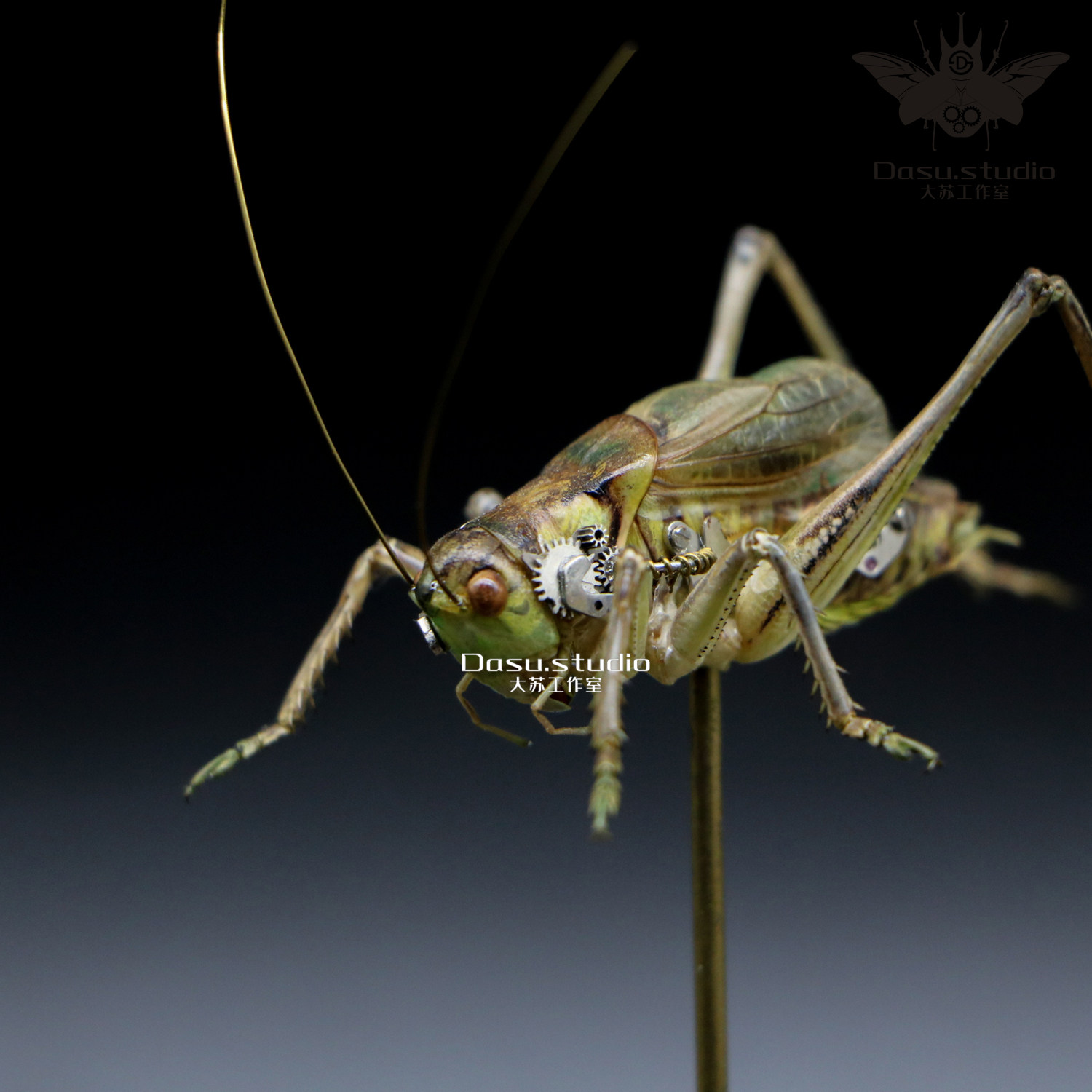 蒸汽朋克昆虫甲虫标本蝈蝈标本手工diy复古收藏家居摆件玻璃罩