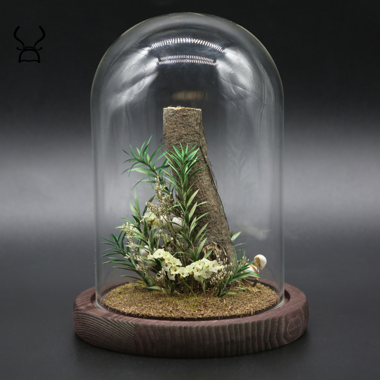 真实自然生态植物标本装饰品