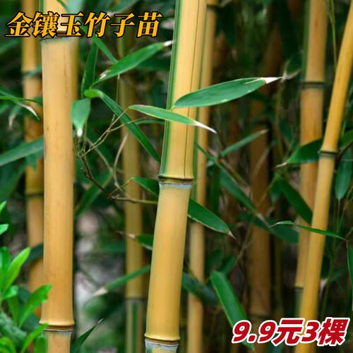 金镶玉竹盆栽四季常绿景观竹子耐寒绿化苗竹根苗庭院室外院墙植物