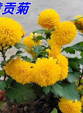 黄贡菊苗盆栽泡茶黄色菊花白贡菊苗阳台多年生庭院药用可食用苗菊