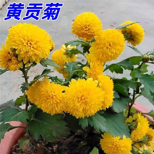 黄贡菊苗盆栽泡茶黄色菊花白贡菊苗阳台庭院多年生观赏药用可食用
