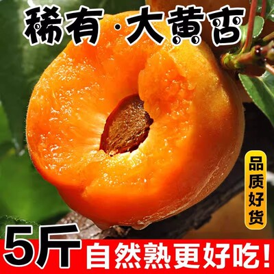 沙土地种植金太阳大黄杏现发