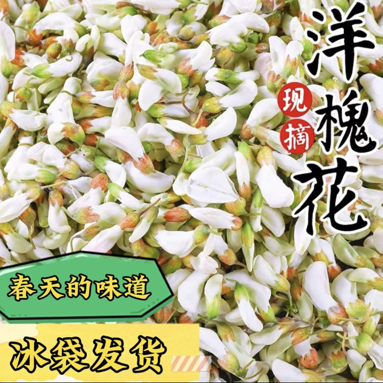 【普快】槐花2026新鲜洋槐花儿应季时令蔬菜当季野生洋槐树花骨朵