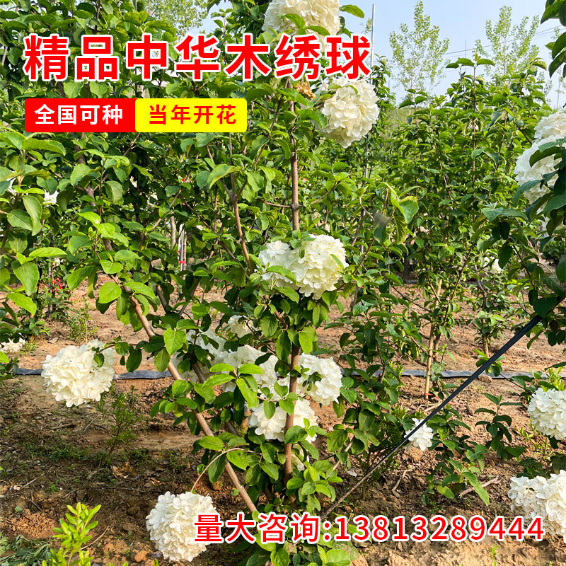中华木绣球品种放丰富花姿奇特