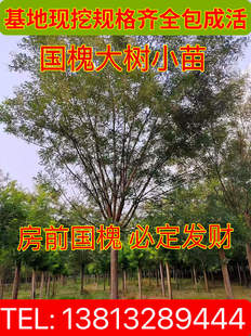 国槐树苗 老槐树 速生国槐 庭院别墅院栽 国槐古树招财树行道树
