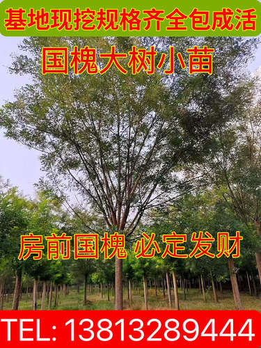 3~80公分国槐树苗庭院包邮包活