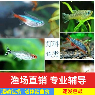 灯科鱼红绿灯三角灯蓝眼灯宝莲灯鱼鱼观赏鱼热带鱼混养10条装