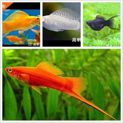 渔场小型热带鱼 观赏鱼 活体红箭鱼 金球 银球及其他草缸鱼