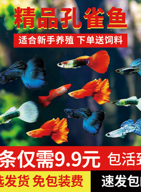 孔雀鱼观赏鱼玛丽凤尾鱼热带鱼