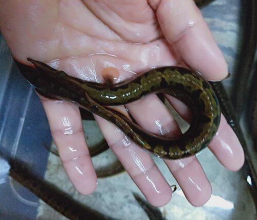 刺鳅观赏鱼中华刀鱼大号发货原生