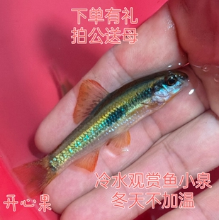 小鳈活体观赏鱼冷水鱼网红鱼荷叶鱼不加温中层群游一线鱼送吸鳅