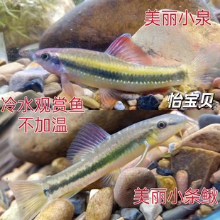 观赏鱼小泉美丽小条鳅组合冷水不加温中下层4-6公分