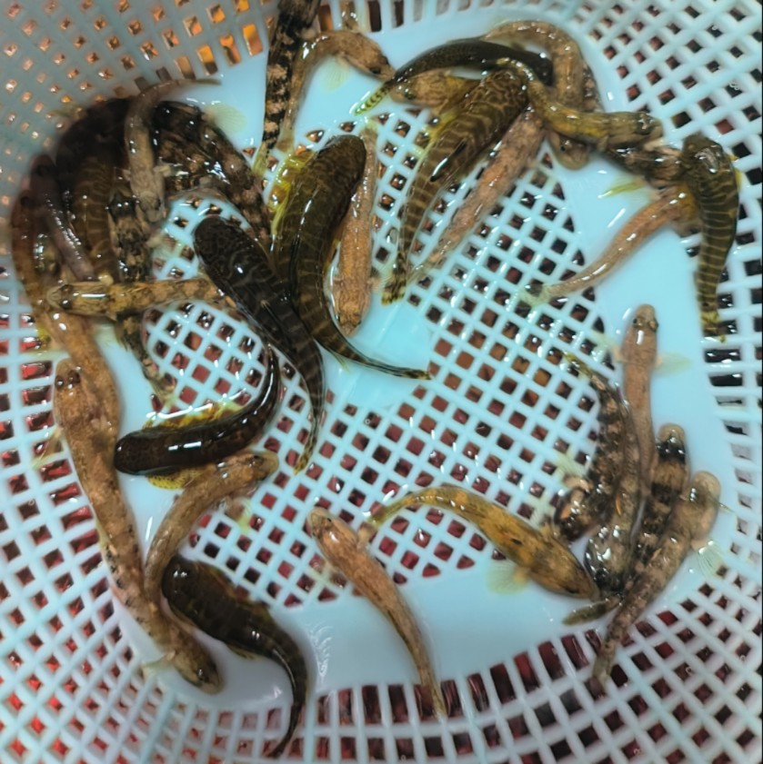 观赏鱼条鳅冷水溪水条鳅吓唬  吸鳅   各3条 - 实物图