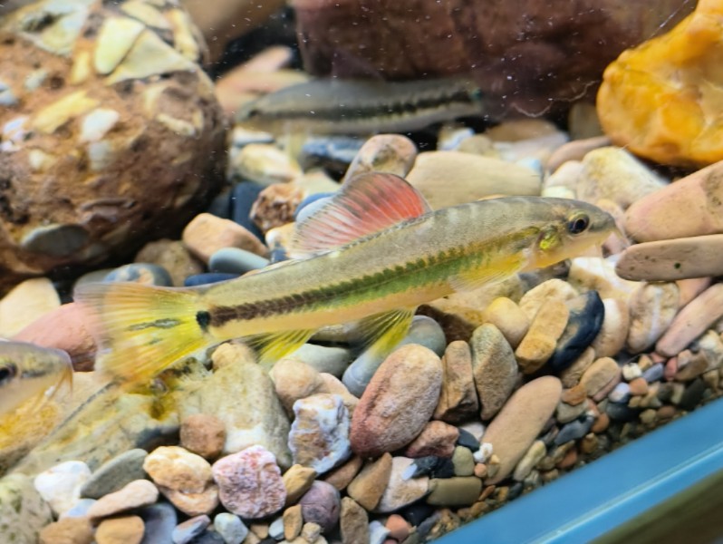 小条鳅 美丽鳅冷水观赏鱼底层工具鱼不加温3--8公分