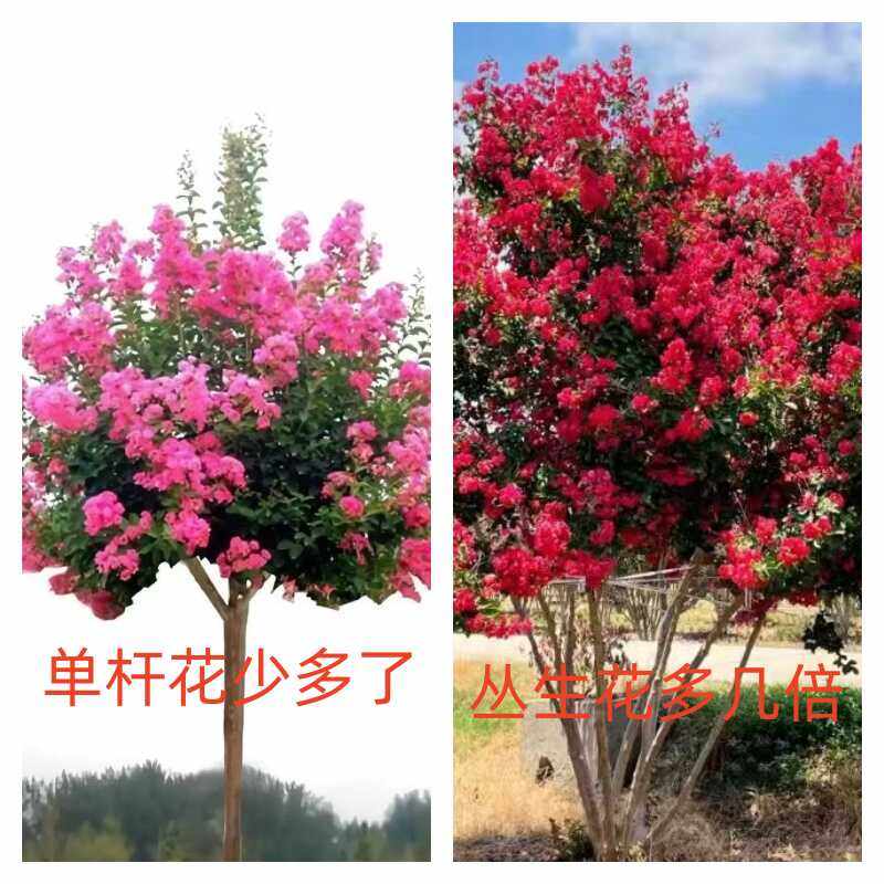 美国紫薇花树苗盆栽红火箭百日红室外庭院花卉植物四季耐寒热耐旱