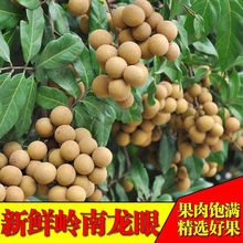 【冷链包邮】现货石硖龙眼新鲜水果广东高州鲜桂圆鲜果当季甜整箱