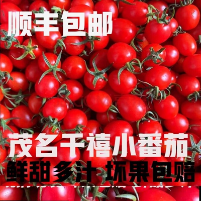 广东正宗电白冰糖心千禧果小番茄圣女果孕妇新鲜现发