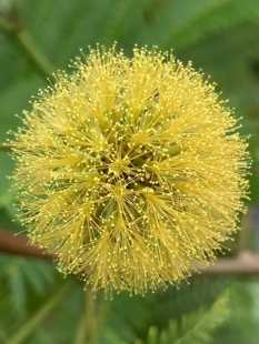 密叶猴耳环 发货苗情如图三四 苗小 介意勿拍