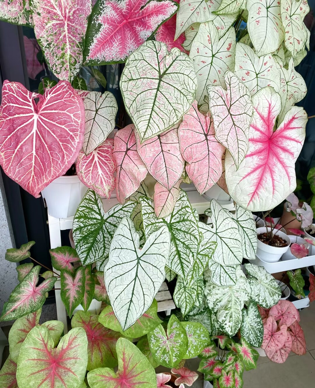 满38包邮 多品种合集 彩叶芋盆栽苗