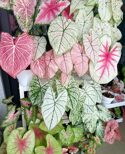 满38包邮 多品种合集 彩叶芋盆栽苗