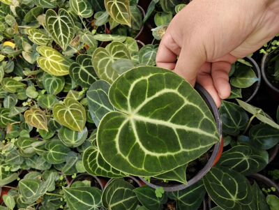 克莱恩花烛 满38包邮