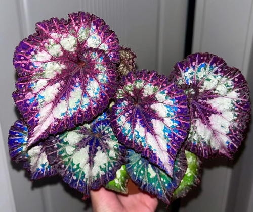 荼荼DS系狂欢节秋海棠