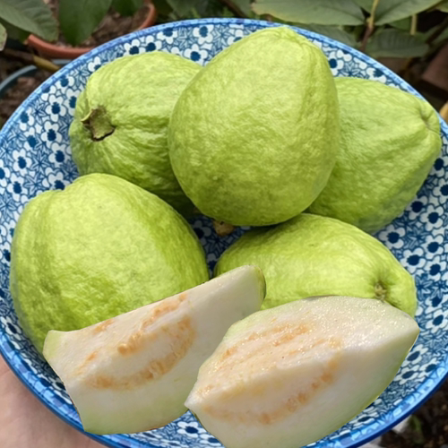 5斤包邮芭乐白心番石榴新鲜巴乐