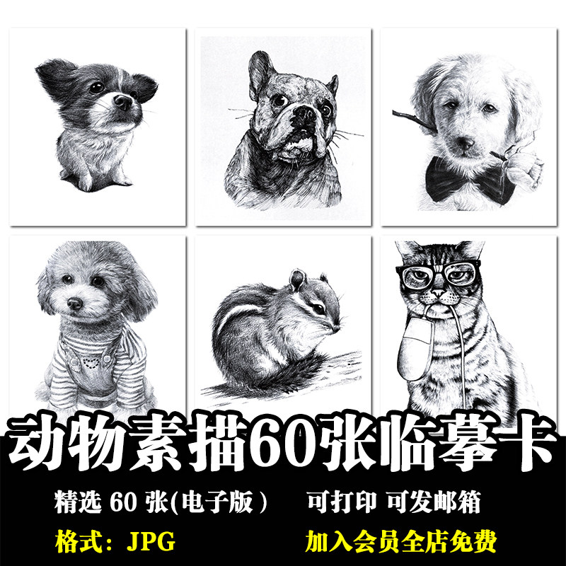 动物素描猫咪少儿童画室创意学习范画高清精致打印电子版临摹素材