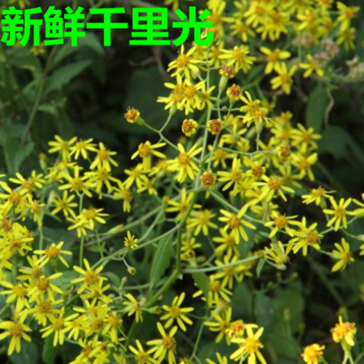 新鲜千里光花九里明九里光黄花母另有干品 宝宝洗澡明目