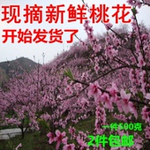 新鲜桃花 现剪桃花枝条带花苞桃花泡酒用酵素