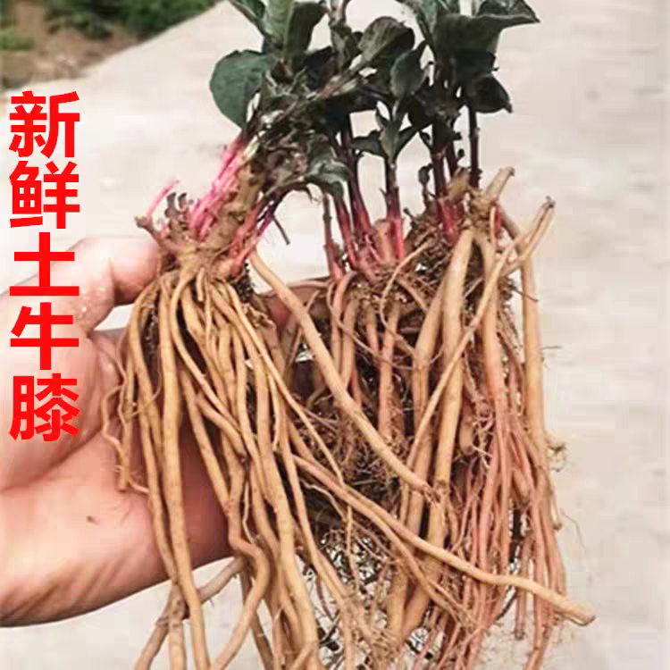 新鲜土牛膝牛髁膝全草宗倒扣草 六月雪根 跌打扭伤草药500克