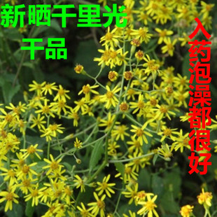 新鲜千里光花九里明九里光黄花母另有干品 宝宝洗澡明目