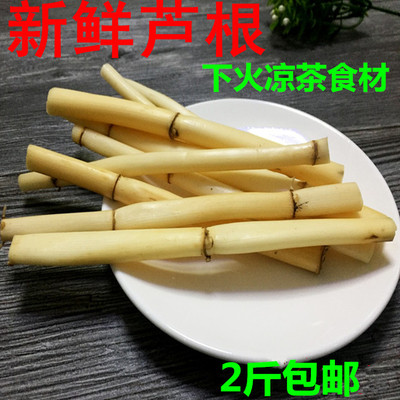野生新鲜芦苇根另有白茅根芦根