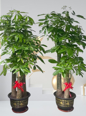 开业庆典活动绿植盆景发财树铁机花卉市场武汉花店汉口汉阳武昌