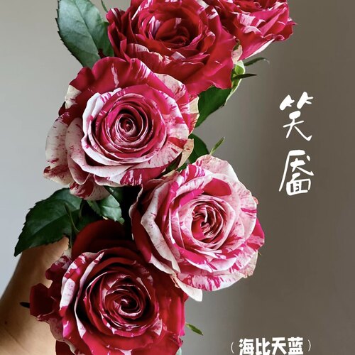【方德】笑靥玫瑰20枝无土栽培【1单包邮】鲜花
